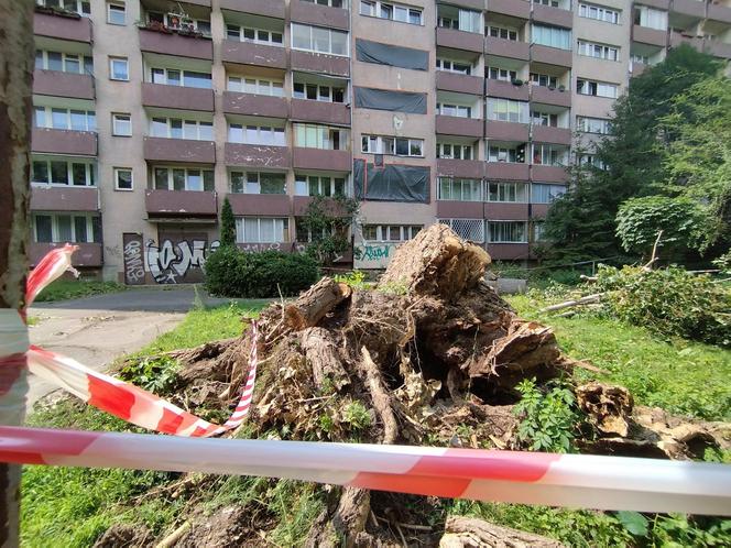 Wielkie drzewo runęło im na blok. „Widziałam, jak na mnie leci!”