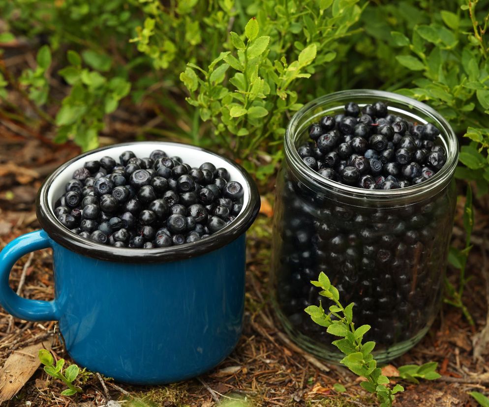 Co jest lepsze: jagody czy borówki amerykańskie? Odpowiedź może być tylko jedna