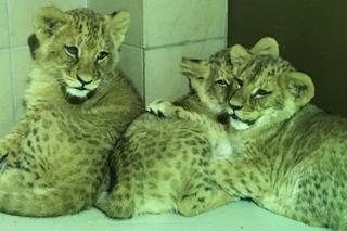Gdańskie zoo ma nowych mieszkańców! Małe lwy angolskie są zachwycające! [WIDEO]