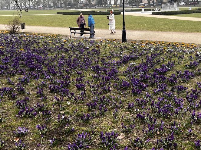 Krokusy w Szczecinie 