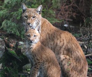   To najlepsze atrakcje dla dzieci w woj. warmińsko-mazurskim. Wyboru dokonała AI