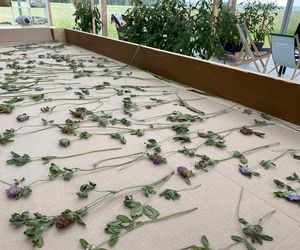 Wyjątkowe miejsce w Wólce Konopnej. Farma toMy dla osób z niepełnosprawnością