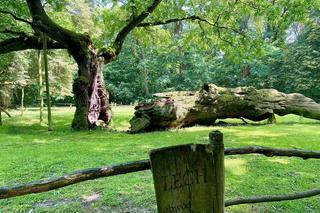 Dęby Rogalińskie - Lech