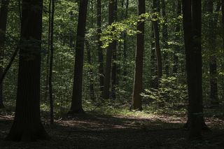 Sośnie: Makabryczny plan rodziny. Co naprawdę stało się z 72-latką?