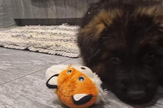 Tomasz Lis z psem Lutrem