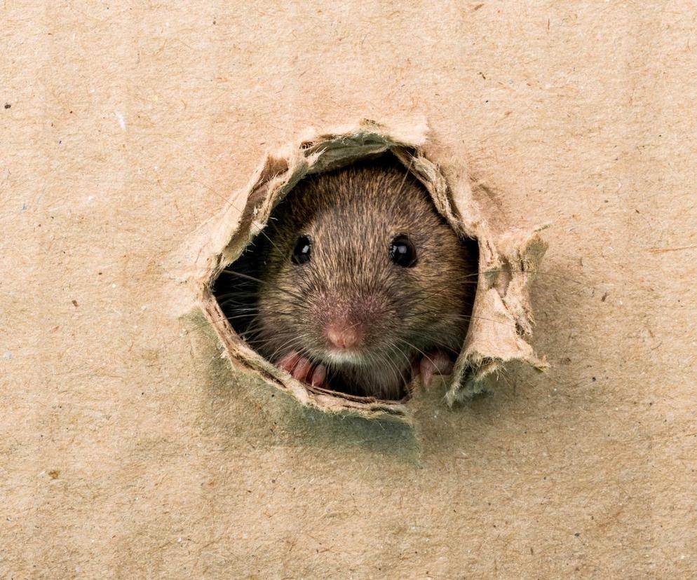 Tak powstaje hybryda szczura i myszy? Naukowcy wyhodowali szczurzo-mysie mózgi