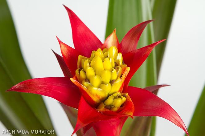 Guzmania