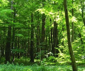 Rezerwat Grapa w Żywcu