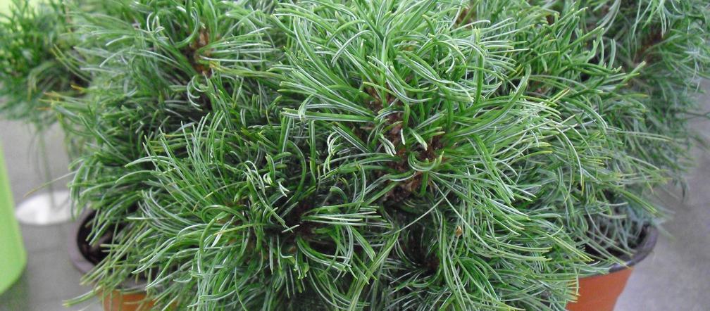 Sosna wejmutka 'Green Twist'