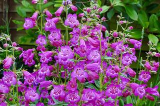 Penstemon 