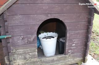 Terror w Dąbrowie Górniczej! Najście na dom, groźby, strzały z broni i marihuana w psiej budzie