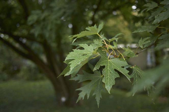 Pęknięcia mrozowe [Porada eksperta]