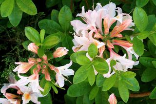 Azalia wielkokwiatowa 'Irene Koster' - Rhododendron 'Irene Koster'