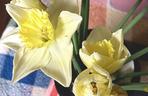 Narcyzy (Narcissus)