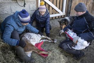 Rolnicy. Podlasie, odcinek 15 (sezon V)