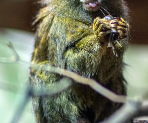 Pokazowe karmienia w Orientarium Zoo Łódź