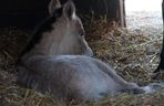  Warszawskie zoo ma nowego mieszkańca. To trzecie dziecko Primy i Larsa