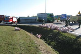 OBŁACZKOWO: Strażacy łapali świnie na drodze ZDJĘCIA