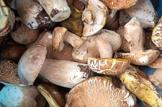 Grzyby są już w woj. lubelskim!