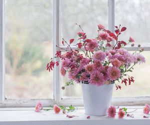 Co zrobić, by cięte chryzantemy były świeże jak najdłużej?