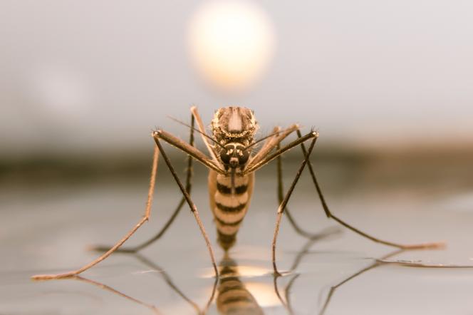 Tegoroczne fale upałów to zaledwie początek. Ekspert ostrzega, że komary mogą przenosić egzotyczne choroby