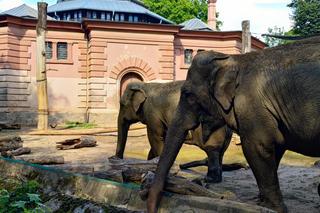 Najstarsze w Europie słonie mieszkają we Wrocławiu. Mają ponad 60 lat! 