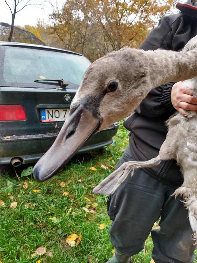   Leśnicy uratowali chorą łabędzicę. Lot uniemożliwiło jej "anielskie skrzydło" [FOTO]