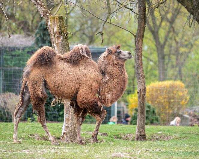 Nowi mieszkańcy Orientarium ZOO Łódź