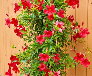 Mandevilla