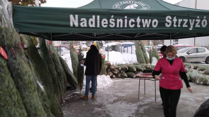 Duże zainteresowanie choinkami za oddanie krwi. 100 sztuk poszło w kilka godzin! 