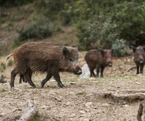 Dziki zazwyczaj nie są agresywne i boją się ludzi 