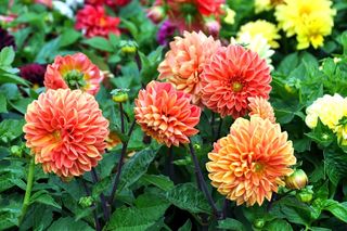 Dalia ogrodowa - Dahlia × cultorum