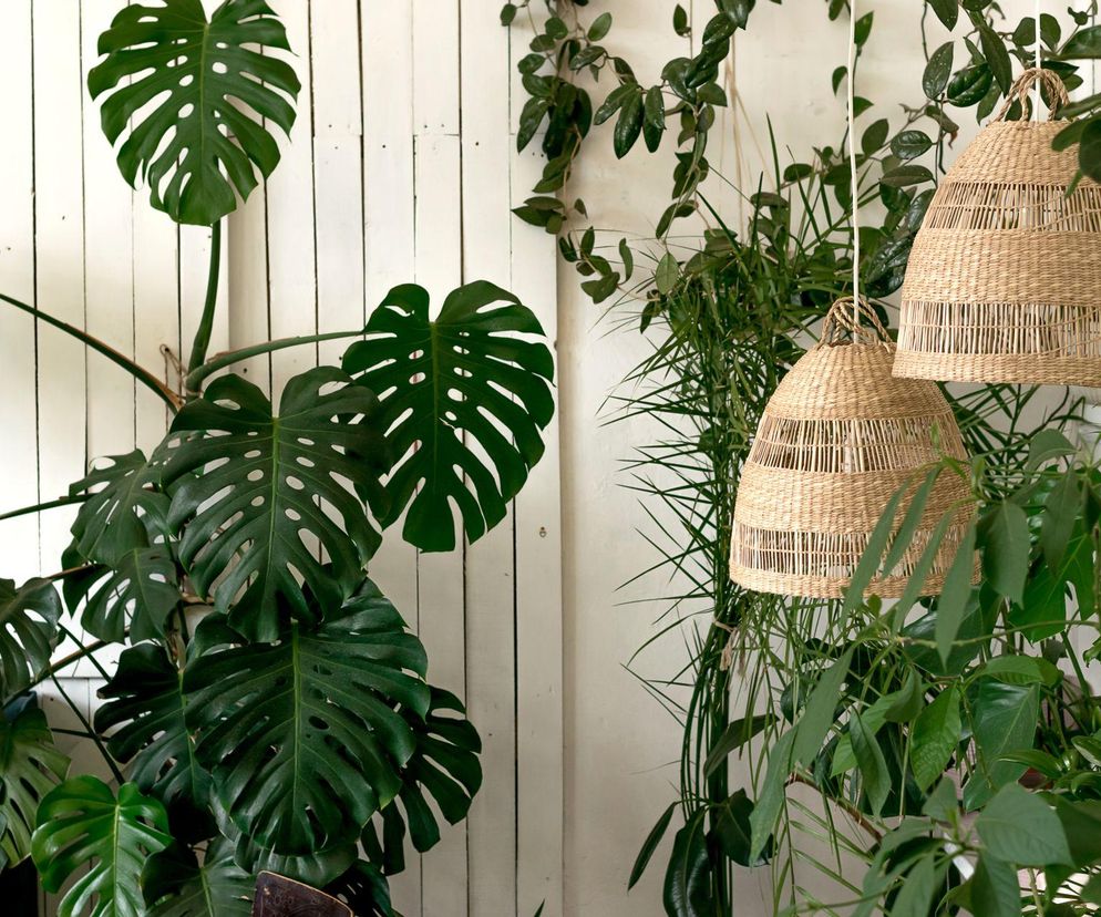 Monstera dziurawa: Jak ją pielęgnować?