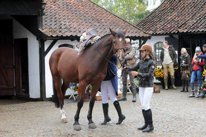 Bez żony nie radzi sobie z koniem