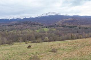 Święto koni - w bieszczadzkiej SG służy ich aż 8!