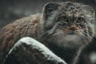 Manul z poznańskiego zoo walczy o puchar świata. Zacięta rywalizacja wywołuje wiele emocji!