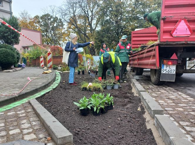 Zamiast asfaltu klomby z roślinami. Zmiany na Tylnej i Wałowej w Lesznie
