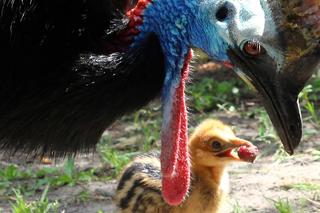 W Warszawskim ZOO wykluł się kazuar hełmiasty