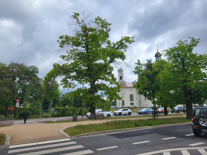 Aleja Dębowa w Bydgoszczy, czyli żywa historia wśród zieleni