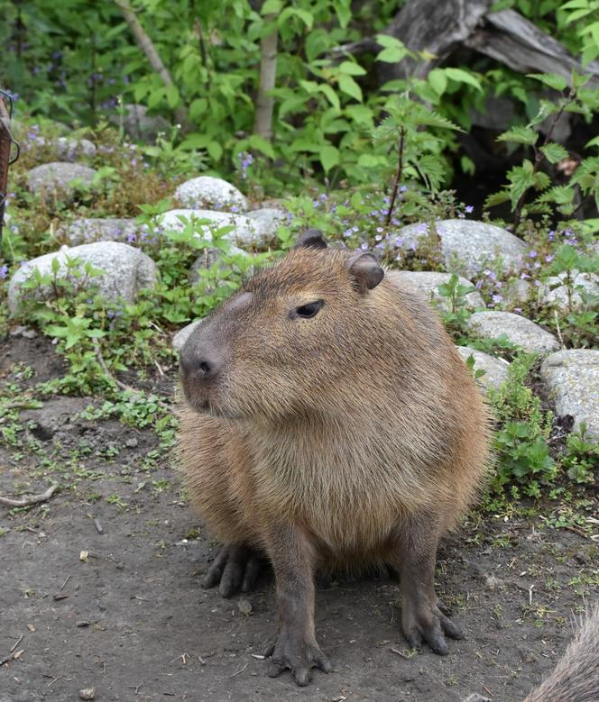 Kapibara z zamojskiego zoo