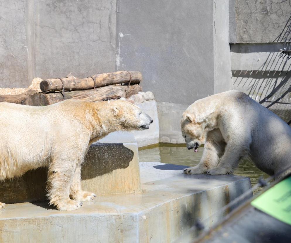 Niedźwiedzie polarne z Warszawskiego ZOO