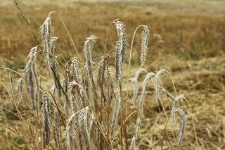 Sposoby na suszę w rolnictwie. Sprawdź, co oprócz dopłat może chronić twoje zbiory