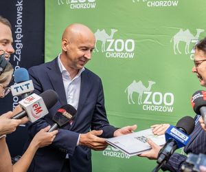 Nowy mieszkaniec w śląskim zoo. Tygrys Tiber już zachwyca odwiedzających 
