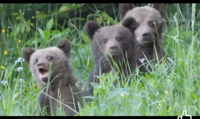 Misie trojaczki bawią się w chowanego