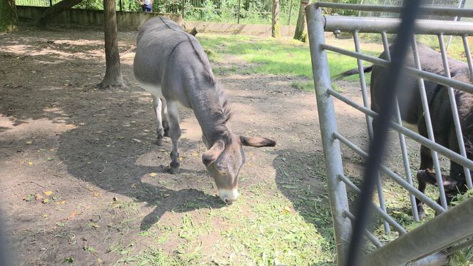 Zaglądamy do mieszkańców bydgoskiego ZOO. Kto mieszka w sercu Myślęcinka?