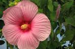 Ketmia 'Mauvelous'