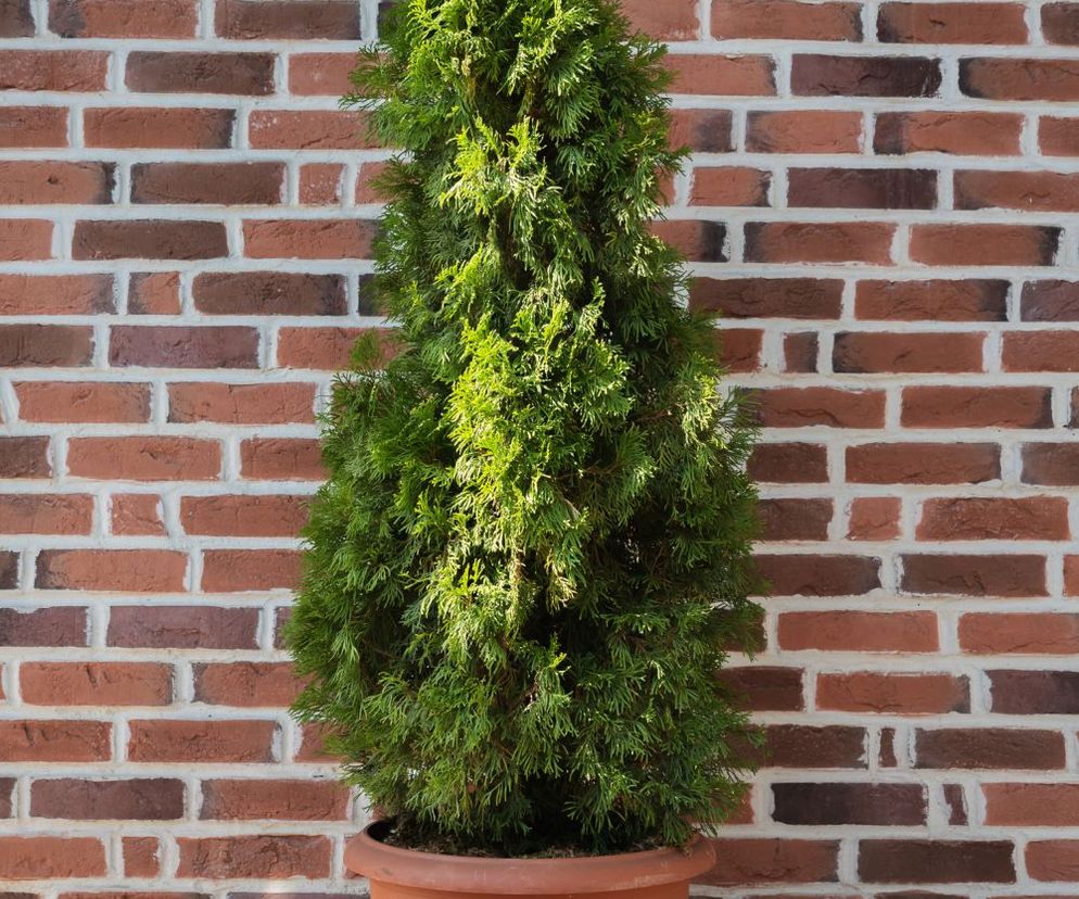 Tuja 'Zebrina' [Porada eksperta]