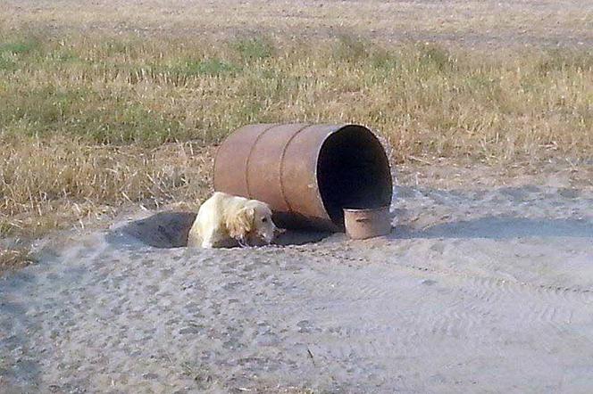 Gliwice: Pies przez dwa tygodnie był przybity łańcuchem do ziemi