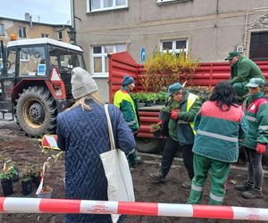 Zamiast asfaltu klomby z roślinami. Zmiany na Tylnej i Wałowej w Lesznie
