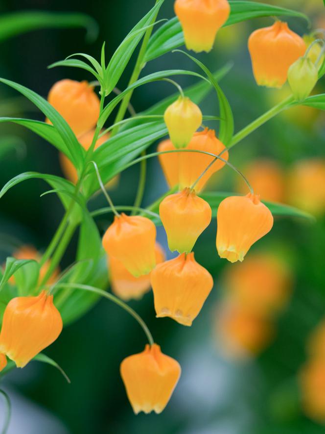 Sandersonia pomarańczowa - Sandersonia aurantiaca